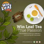Win Leaf Tea Product 1